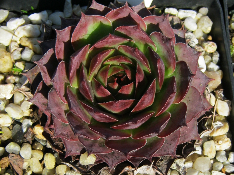 Allotria