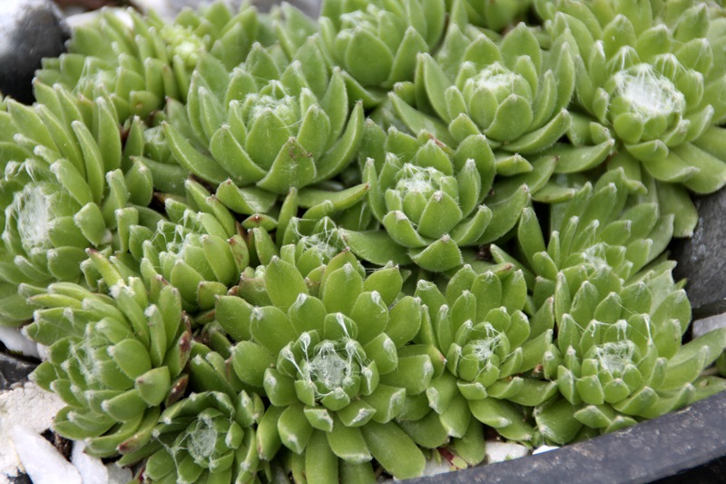 Almaros