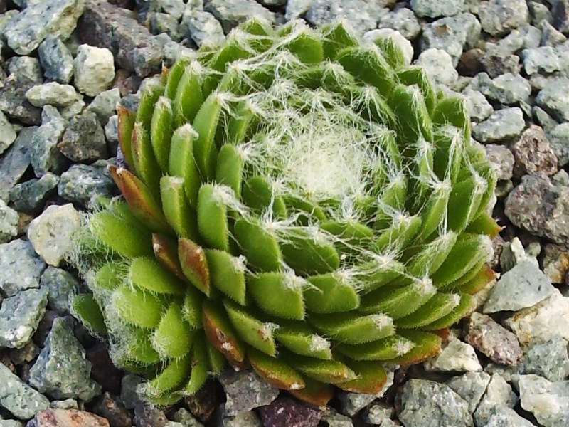 Almaros