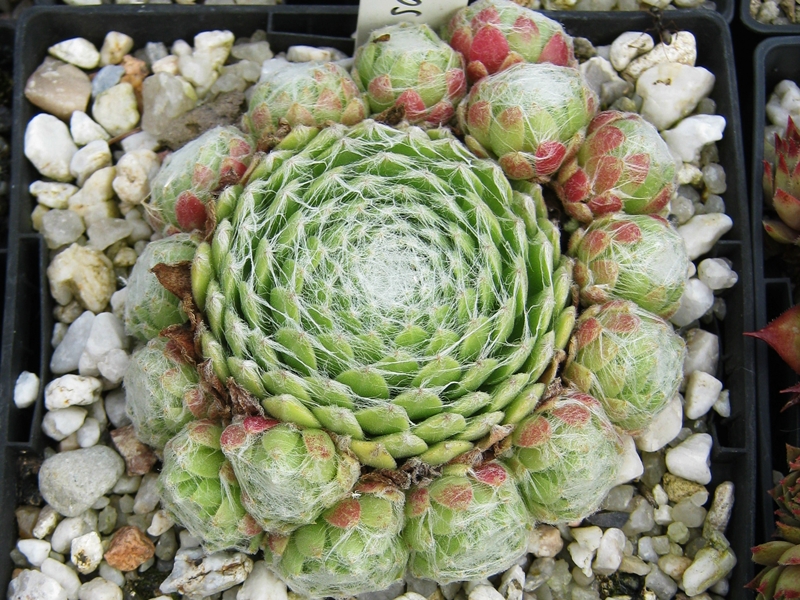 Almaros