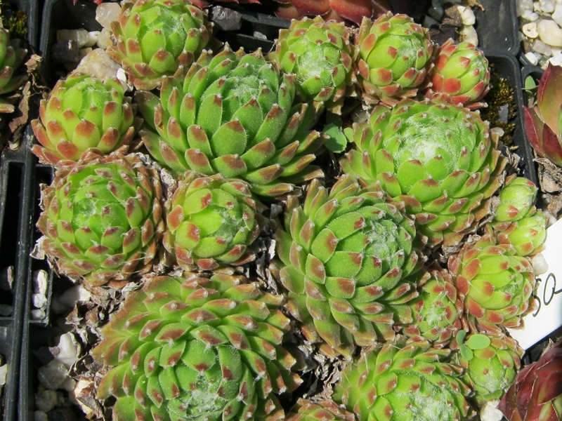 Almaros