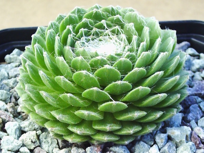 Almaros