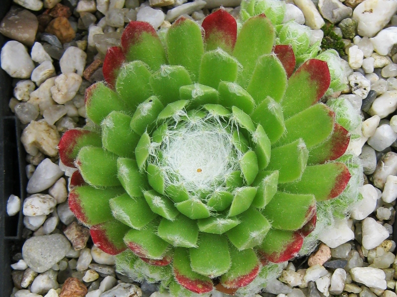 Almaros
