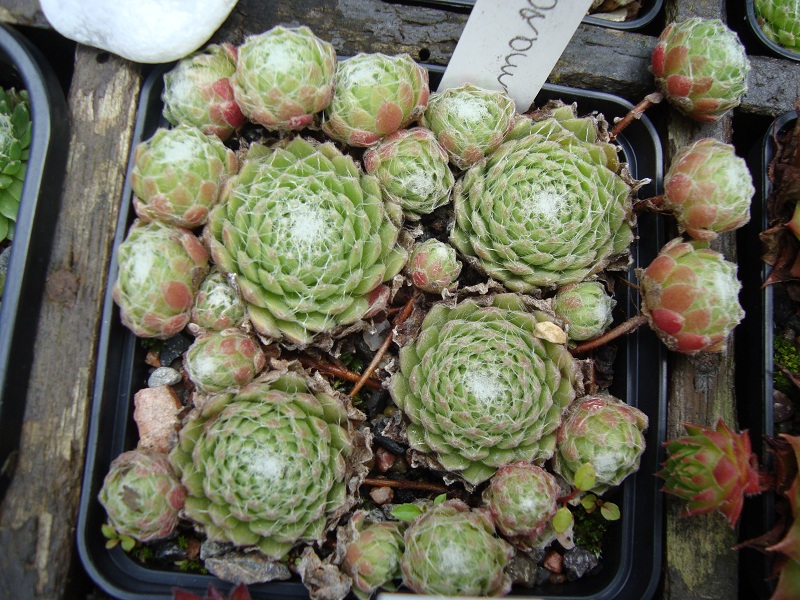 Almaros