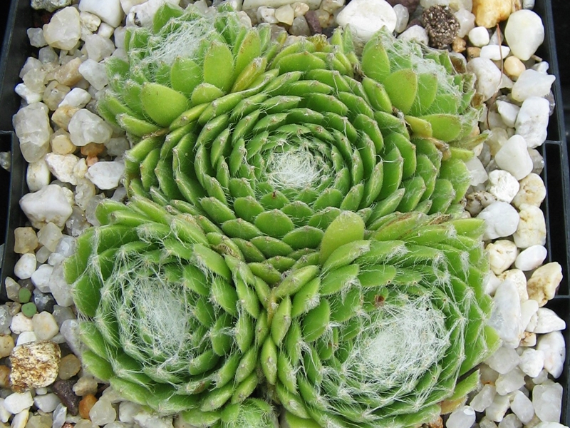Almaros