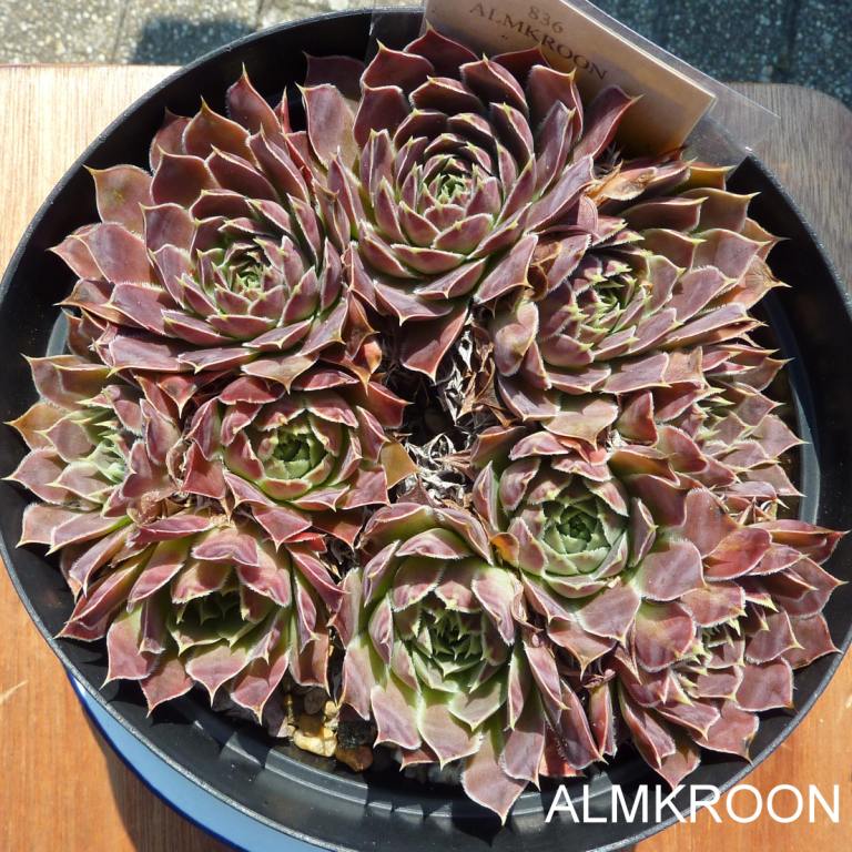 Almkroon / Jovi