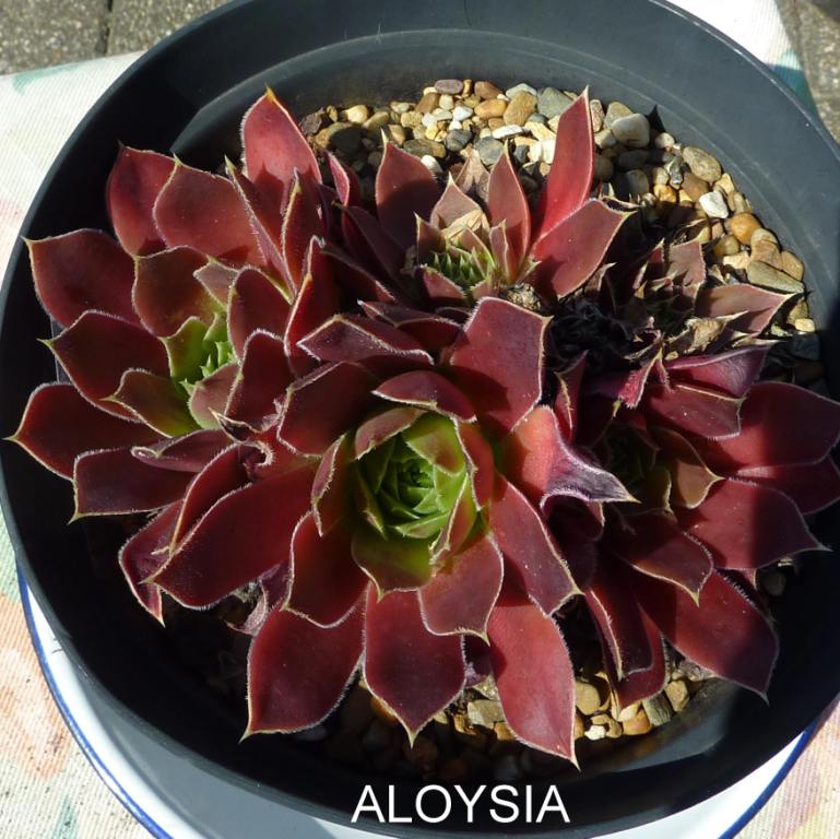 Aloysia / Jovi