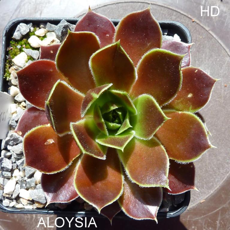 Aloysia / Jovi