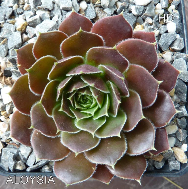 Aloysia / Jovi