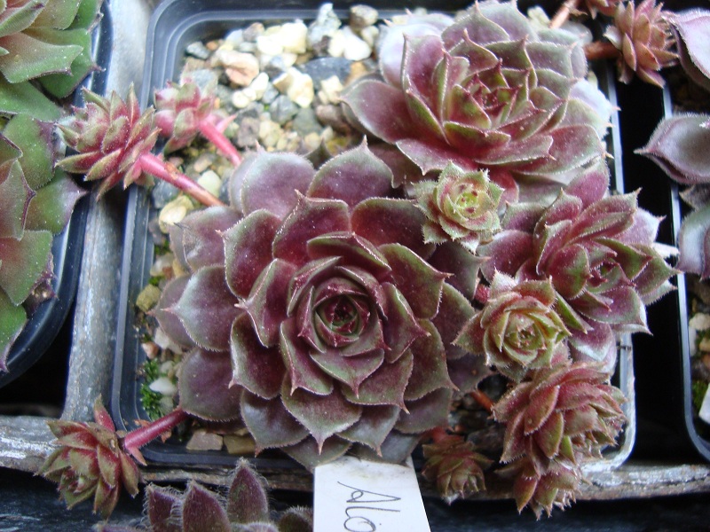 Aloysia