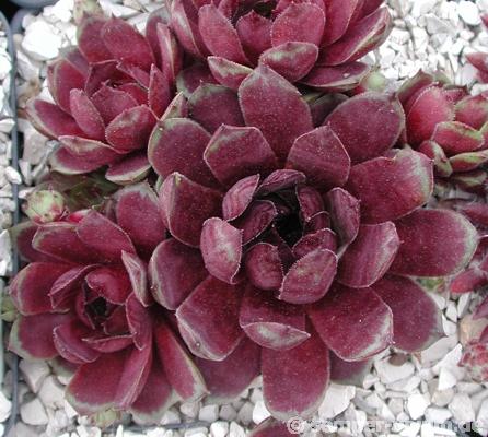 Aloysia
