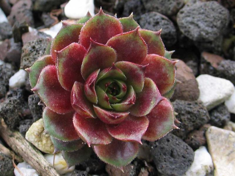 Aloysia