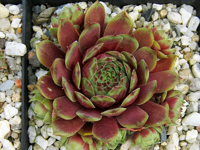 Aloysia