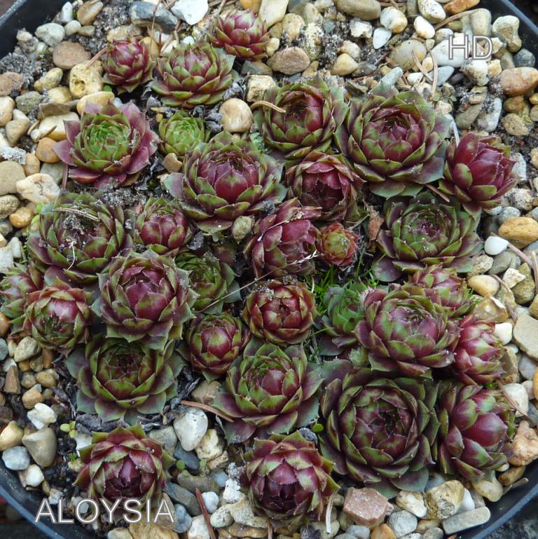 Aloysia
