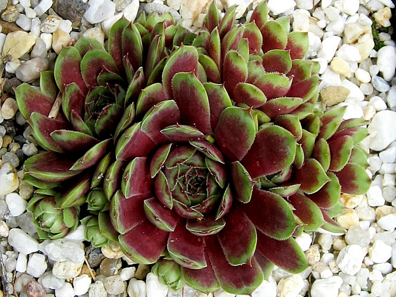 Aloysia