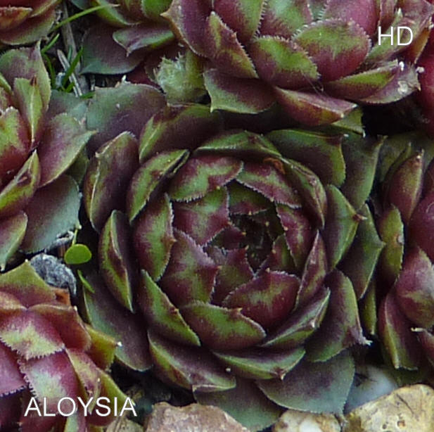Aloysia
