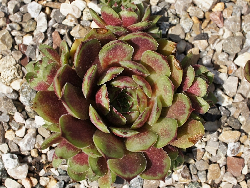Aloysia
