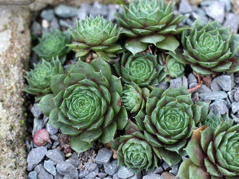 Aloysia