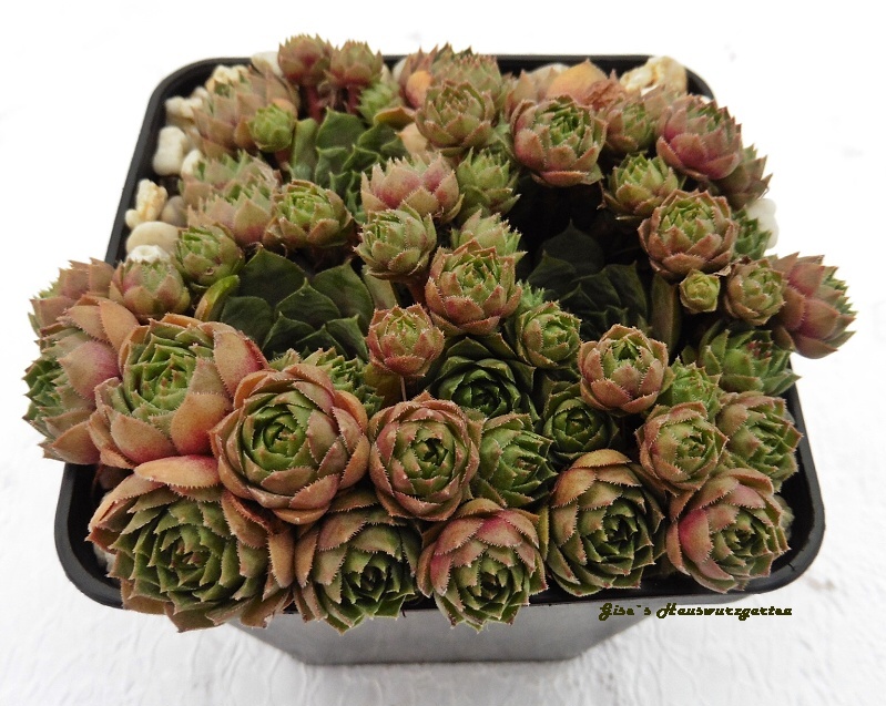 Aloysia