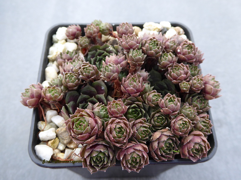 Aloysia