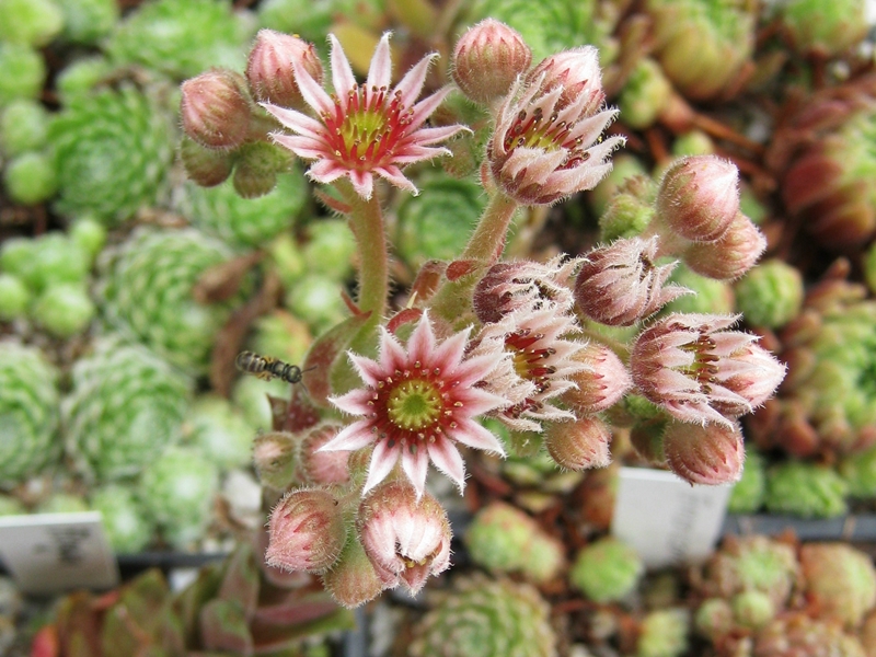 Aloysia