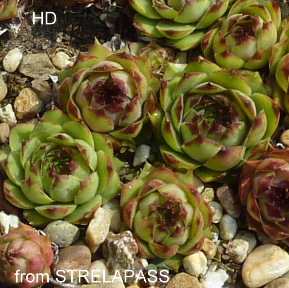 tectorum var. tectorum (alpinum) from Strelapass