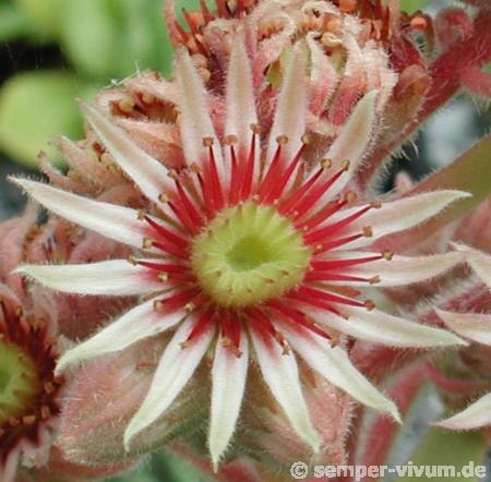 tectorum var. tectorum (alpinum) from Berninapass
