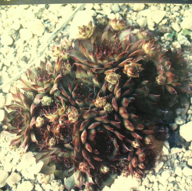 tectorum var. tectorum (alpinum)