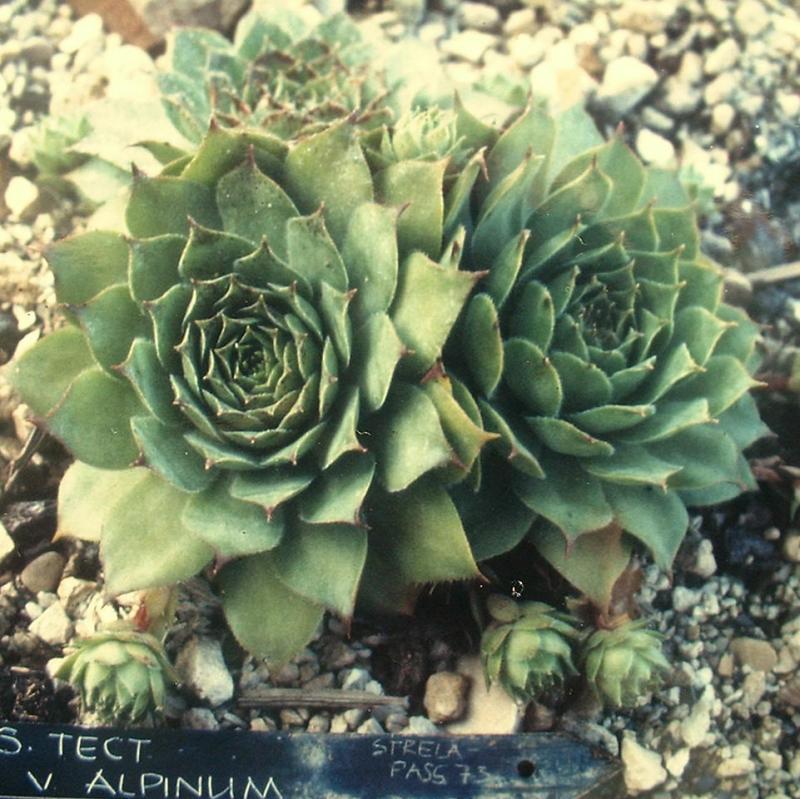 tectorum var. tectorum (alpinum) from Strelapass