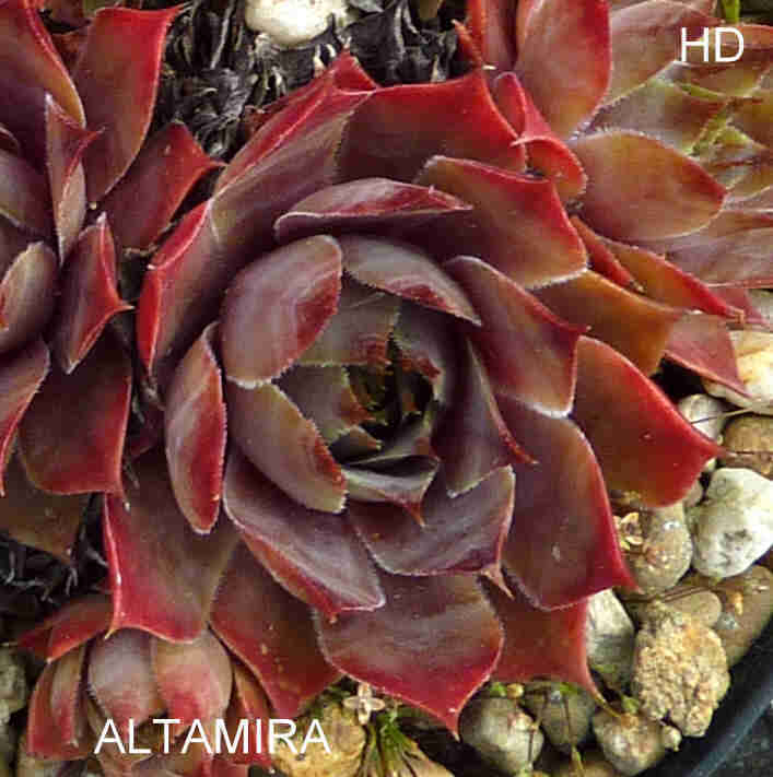 Altamira