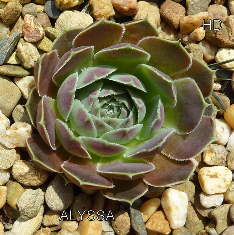 Alyssa / Jovi