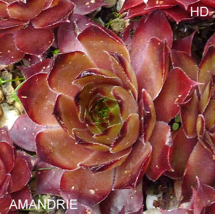 Amandrie