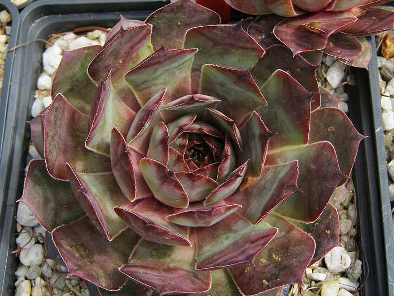 Amaranth