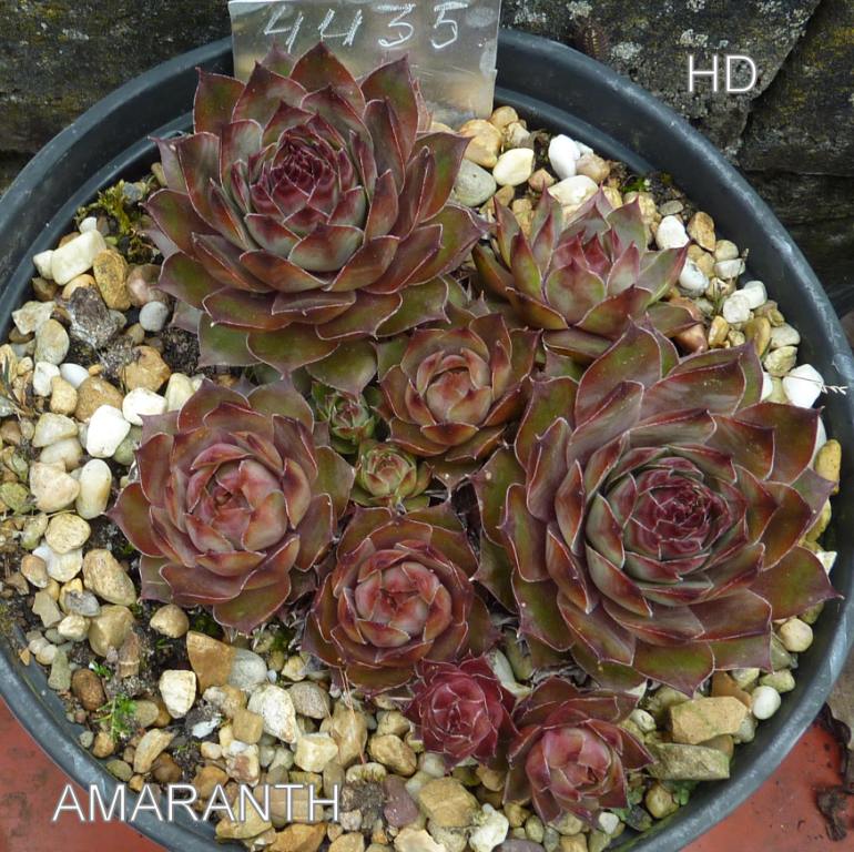 Amaranth