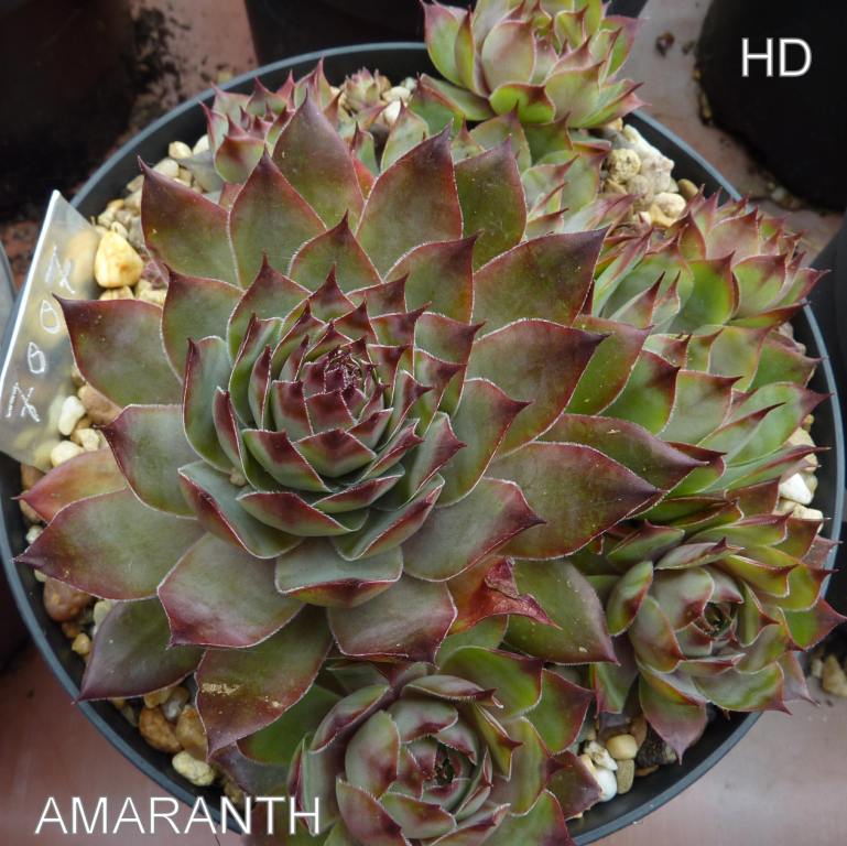 Amaranth
