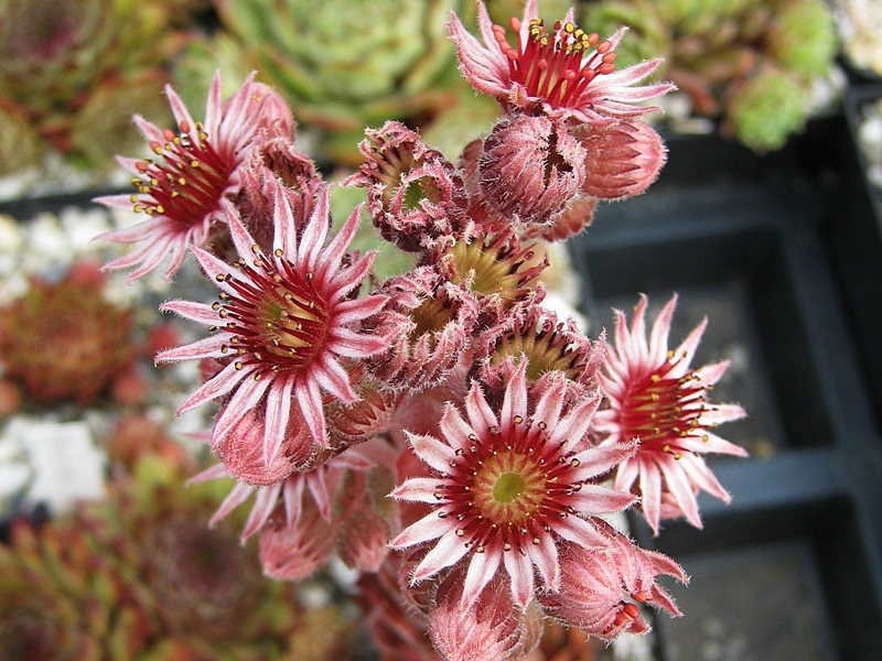 Amaranth