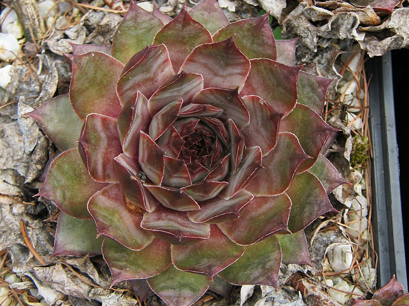 Amaranth