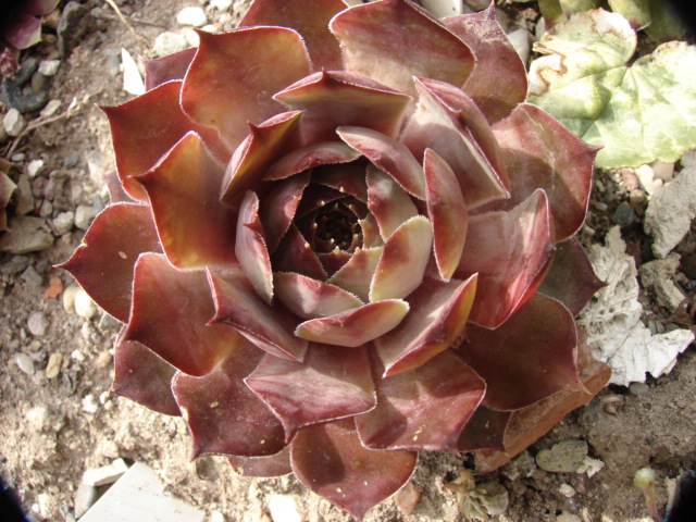 Amaranth