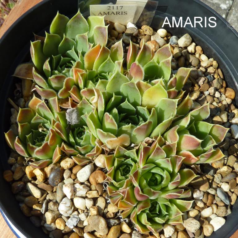 Amaris / Jovi