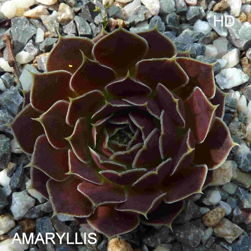 Amaryllis / Jovi