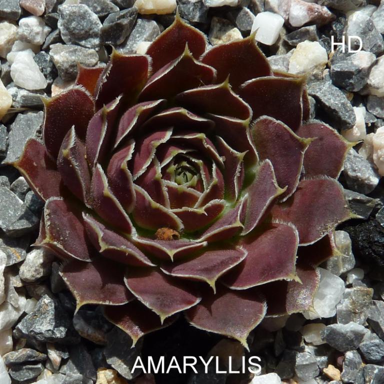 Amaryllis / Jovi