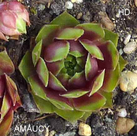 Amaucy