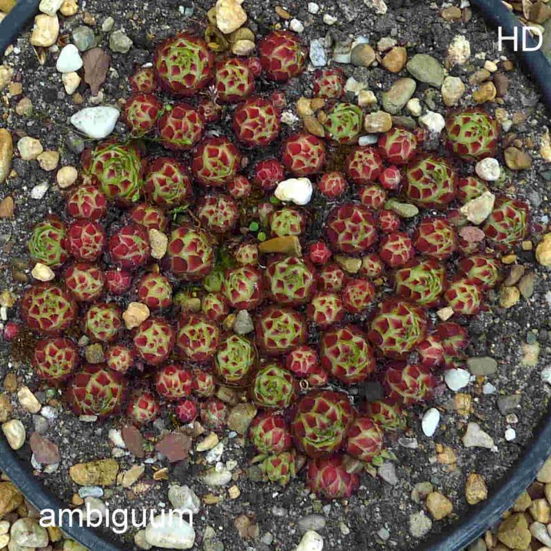 tectorum var. tectorum (ambiguum)