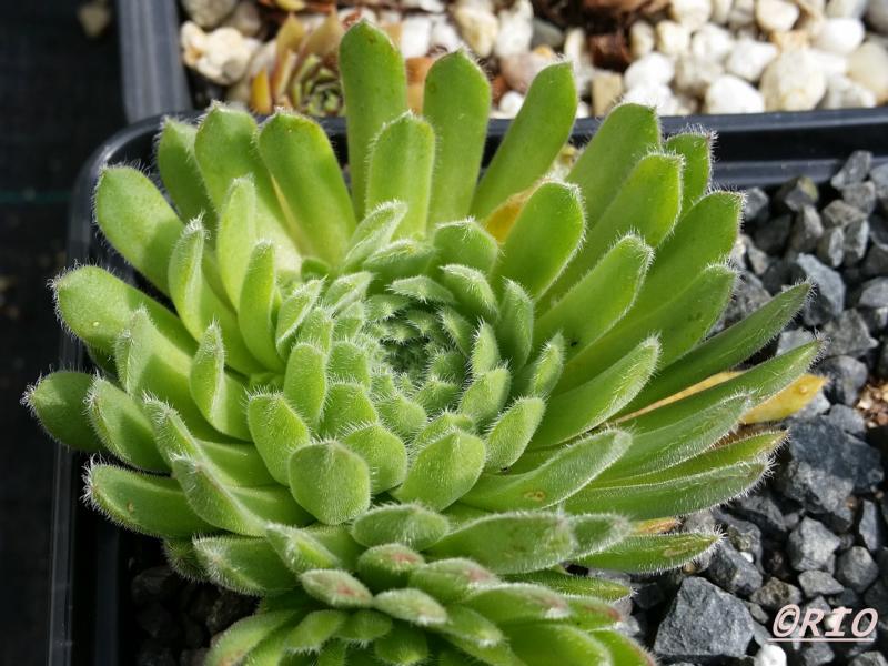 Ambiorix