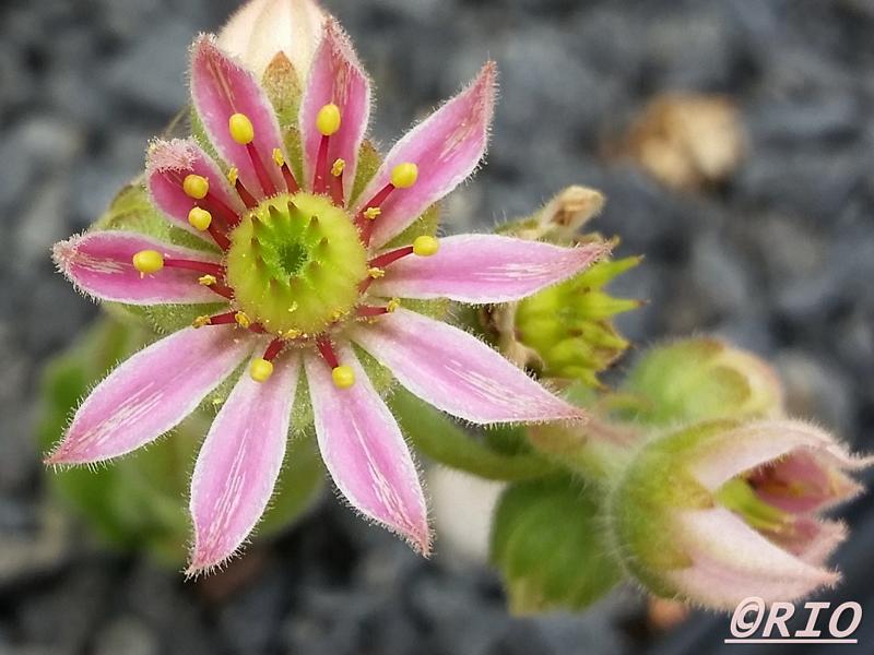 Ambiorix