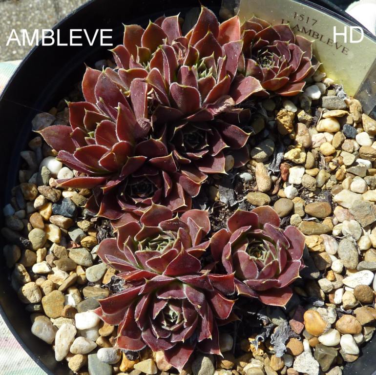Ambleve / Jovi