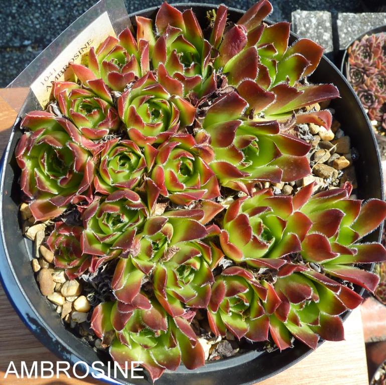 Ambrosine / Jovi