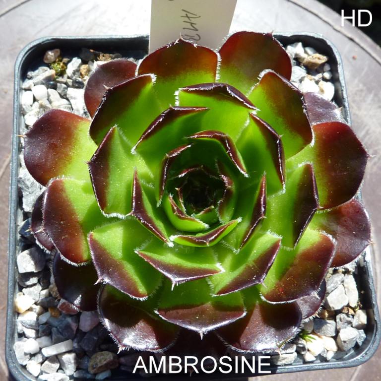 Ambrosine / Jovi