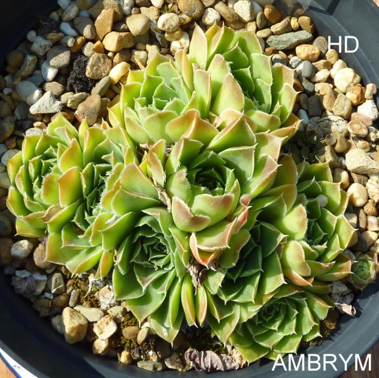 Ambrym / Jovi