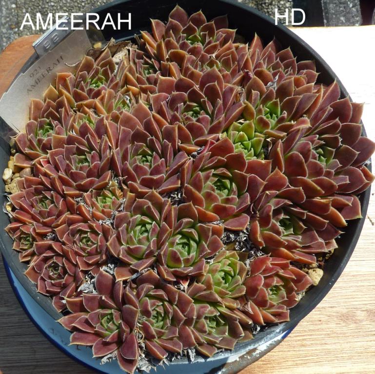 Ameerah / Jovi